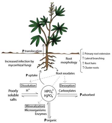 An Update on Nitric Oxide Production and Role Under Phosphorus Scarcity in Plants